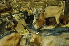 la ferme de chauvry chèvre